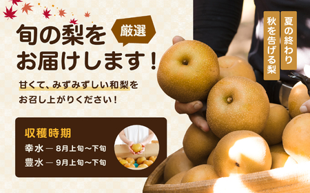 溢れる果汁 ジューシーな 梨 幸水 豊水 秀品 約3kg〈2026年8月下旬～9月中旬発送〉| 長野県 飯田市