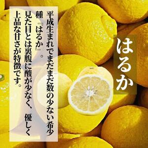 《2027年2月上旬頃から順次発送》【三種のみかん食べ比べ箱】 せとか・はるか・伊予柑 （良品）約1.5kg | 愛媛 みかん 蜜柑 柑橘 果物 くだもの フルーツ お取り寄せ グルメ 期間限定 数量限定 人気 おすすめ 愛媛県 松山市 【PT044】