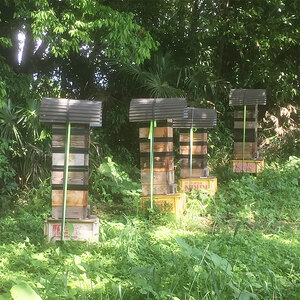 【定期便3回】日本蜜蜂の百花蜂蜜(2瓶) | 栃木県 下野市