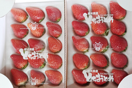 ＜いちご3か月定期便＞栃木県産とちおとめ 320g×2パック 3Lサイズ 3回 | 栃木県 壬生町 いちご 苺 イチゴ とちおとめ フルーツ 果物 新鮮 平積み 産地直送 2027年1月 2月 3月 ※2027年1月～発送