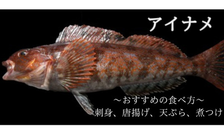 【期間限定1月～3月発送】漁師直送！お任せ魚介類の詰め合わせ 1.5kg～2kg 【オリジナルクリアファイル付き】