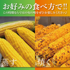 先行予約 トウモロコシ イエロー 12～15本入 山崎農園 産地直送 朝採り 新鮮 野菜 夏 旬 とうもろこし コーン 甘い おいしい 茨城県 阿見町【2026年6月上旬～7月下旬頃順次発送予定】（70-04-1）