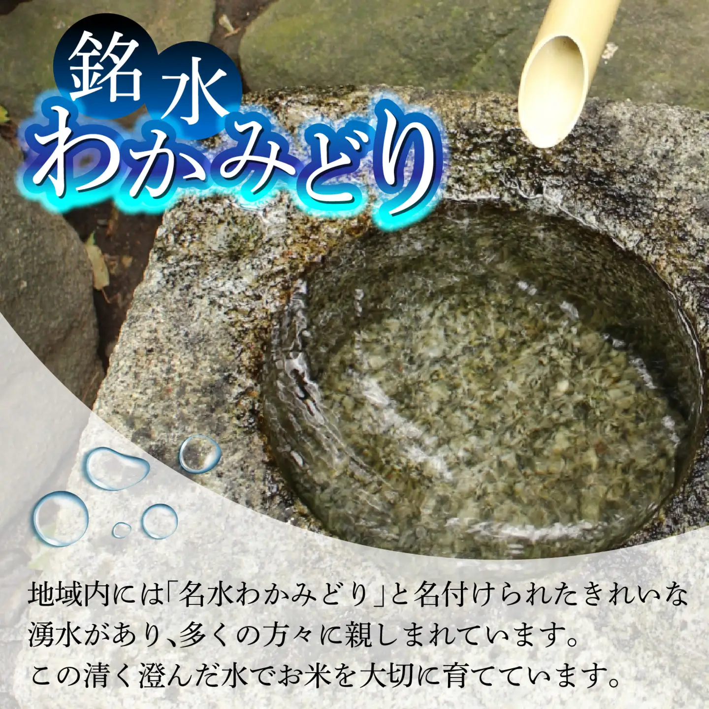 【先行予約】こしひかり 5kg【2026年11月発送】｜ コシヒカリ お米
