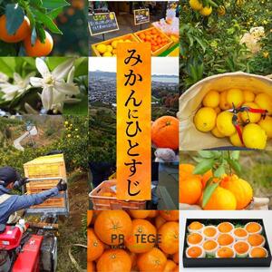 ＜2027年2月頃から順次発送＞せとか 家庭用 約1.5kg | 愛媛 みかん 蜜柑 柑橘 果物 くだもの フルーツ お取り寄せ グルメ 期間限定 数量限定 人気 おすすめ 愛媛県 松山市 【PT045】