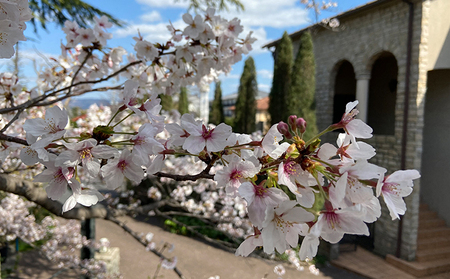 ル・ベンケイ【国産純粋はちみつ】百花蜜　計 300g （ 50g × 6本 ） 国産 純粋 非加熱 食品添加物 無添加 国産はちみつ 純粋はちみつ 無添加はちみつ ハニー 瓶 小分け 朝ごはん 朝食 ハチミツ 蜂蜜 ３００g 奈良 奈良県 大和郡山市