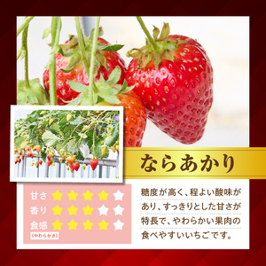 【2027年1月上旬～3月下旬発送】古都華とならあかりの食べ比べセット　1パック×2(1パック15粒) 化粧箱 国産 国産苺 ストロベリー 果物 果実的野菜 フルーツ デザート おやつ 糖度 濃厚 香り 鮮やか 甘い ビタミン 奈良県産 お取り寄せ 贈答用 送料無料