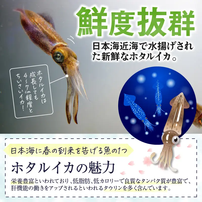 ホタルイカの沖漬け 6パック計約1kg｜イカ漬け