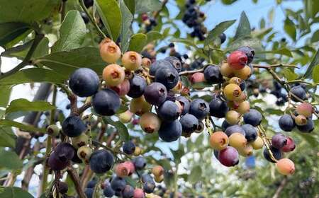 ブルーベリー摘み取り体験 （1kg分） 体験 収穫 チケット ブルーベリー 