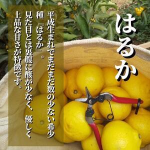  《2027年2月上旬頃から順次発送》【三種のみかん食べ比べ箱】 せとか・はるか・宮内伊予柑 （良品）2.8kg | 食べくらべ 愛媛 みかん 詰め合わせ セット 蜜柑 柑橘 果物 くだもの フルーツ お取り寄せ グルメ 期間限定 数量限定 人気 おすすめ 愛媛県 松山市 【PT0041】