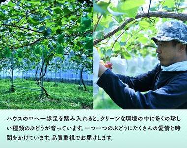 【令和8年産】【訳あり】小粒なシャインマスカット1kg 【 ぶどう 果物 葡萄 フルーツ ブドウ デザート 川南町産 数量限定 期間限定 】
