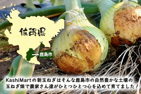 鹿島市産 新玉ねぎ 合計10kg B-842 たまねぎ 玉葱 サラダ 料理【2026年4月中旬より順次発送】