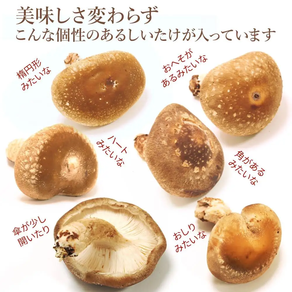 【JAみなみ魚沼定期便】家庭用「八色しいたけ」（1.5kg×全12回） 訳あり 不ぞろい 農家応援 厚いにもほどがある≪定期便しいたけ 南魚沼 訳あり 不ぞろい 厚い 家庭用 農家応援 きのこ 食材 グルメ 料理 家庭料理 新潟県 特産品 国産 野菜 冬季 食材≫