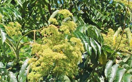 純国産  烏山椒 はちみつ 260g｜非加熱 純粋 天然 蜂蜜 単花蜜  からすざんしょう ハチミツ ギフト｜千葉県 君津市