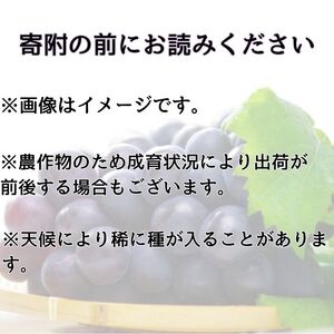 【南信州高森産】ふるさとの恵みナガノパープル1.5kg