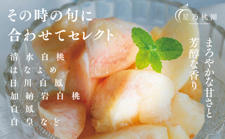 先行受付【星乃白桃】岡山県の桃園からお届けする三つ星の桃 1.2kg (4～5玉)【配送不可地域：離島・北海道・沖縄県】【1614276】