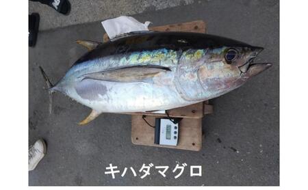 茅ヶ崎・釣り船　まごうの丸乗船券30,000円分　チケット 乗船券 乗船チケット 釣り フィッシング 釣船 乗合船 相模湾 ライト五目 タイ五目 シロギス カツオ キハダマグロ ヤリイカ