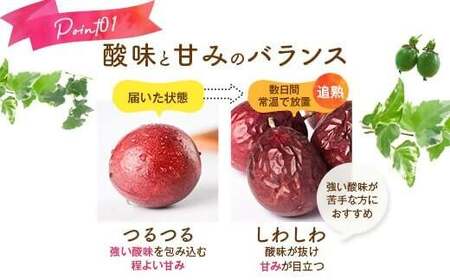 【数量限定】パッションフルーツ青果贈答品　L・LL玉8～10個入り こしき姫 南国フルーツ パッションフルーツ 果物 AS-495