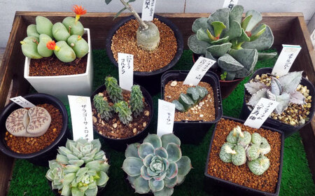 観葉植物 希少5鉢セット[APCJ003]観葉植物 