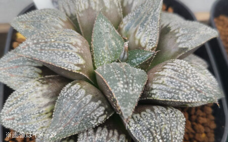 観葉植物 ハオルチア 3鉢[APCJ006]観葉植物 