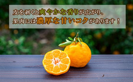 ポンカン 5kg コルレオファーム 今津 ぽんかん 愛媛みかん 愛媛ミカン 愛媛蜜柑 みかん フルーツ 柑橘 蜜柑 mikan 果物 くだもの 人気のみかん 美味しいみかん 濃厚みかん 産地直送 数量限定 先行予約 国産 愛媛 愛媛県 宇和島 B010-145012