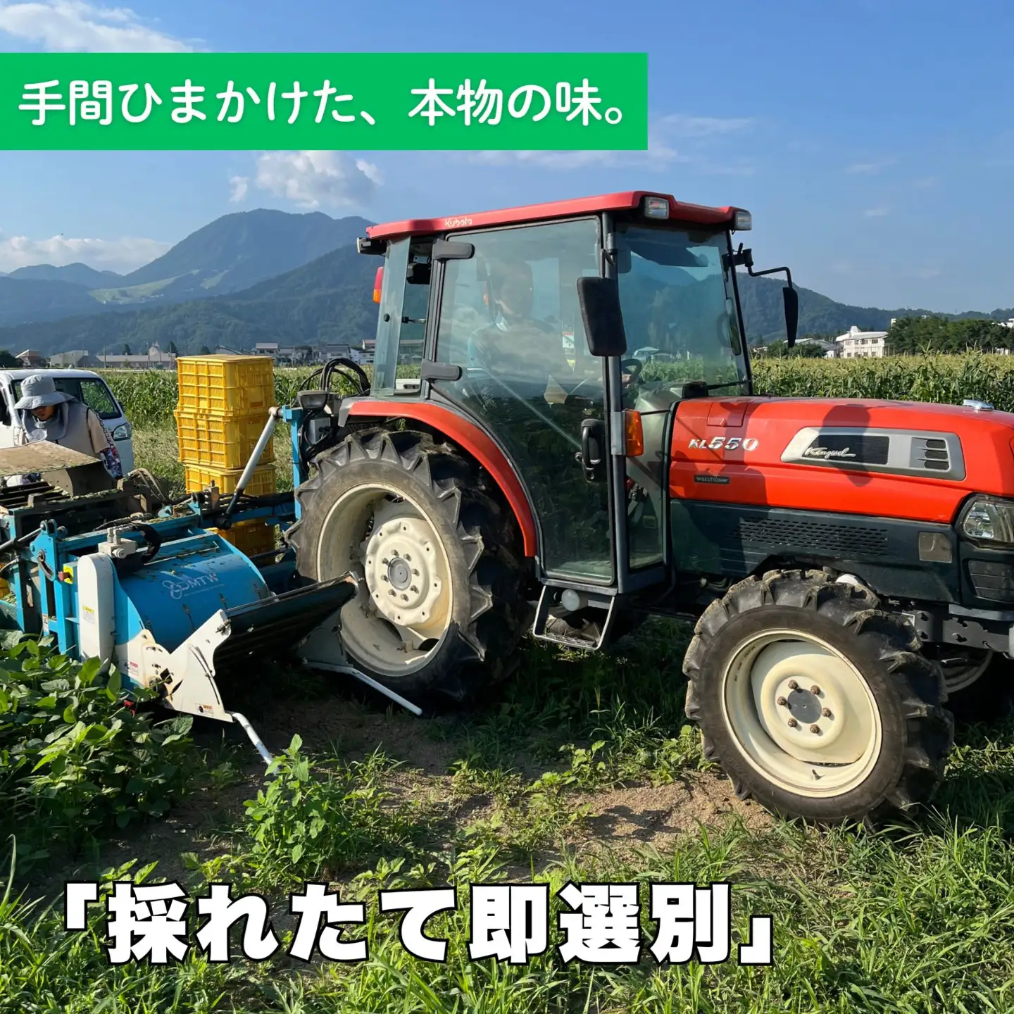 【先行予約】枝豆「雪音（ゆきね）」2.5kg (250g × 10袋）《2026年8月下旬より発送予定》信州飯山 木島産(Cg-001)