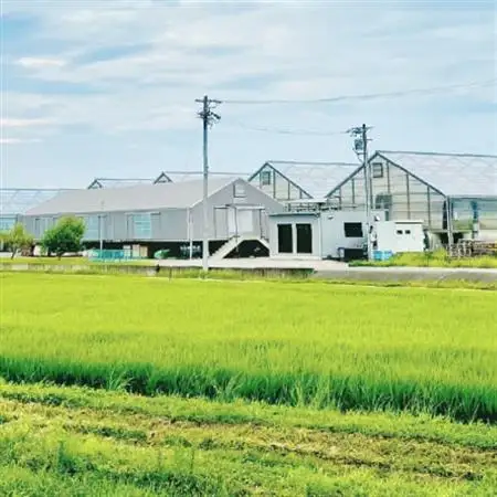 岐阜の鮎　冷凍子持鮎(約1kg:10～13尾)【配送不可地域：離島】【1617821】