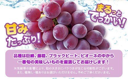 ぶどう 約 600g ～700g《8月上旬-9月上旬頃出荷》 旬の品種 ( 巨峰 or 藤稔 or ブラックビート or ピオーネ ) 目野果実直売所 フルーツ 果物 新鮮
