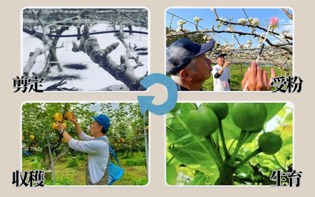 【先行予約】安田農園 梨 ”王秋梨” 5kg箱｜鳥取 岩美 梨 なし ナシ※お届けは2026年11月以降【41029】
