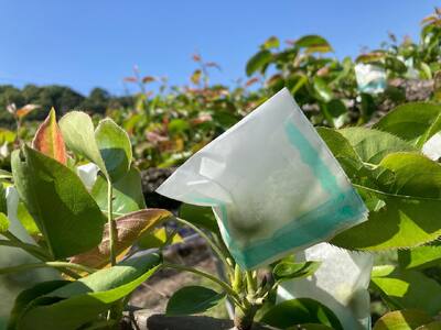 【先行予約】井上農園 梨 ”二十世紀梨” 3玉入り（約1kg）｜鳥取 岩美 梨 なし ナシ※お届けは2026年8月下旬以降【41031】