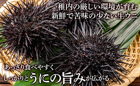 【期間限定】稚内の厳選ムラサキウニ 生パック 獲れたて即日発送!100g×2パック