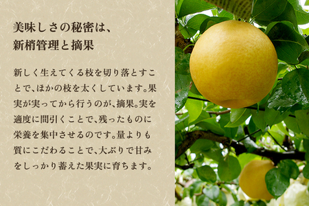 【2025年先行予約】新潟県加茂市産 和梨 豊水3kg（5～9玉）〈9月上旬～順次出荷〉ほうすい