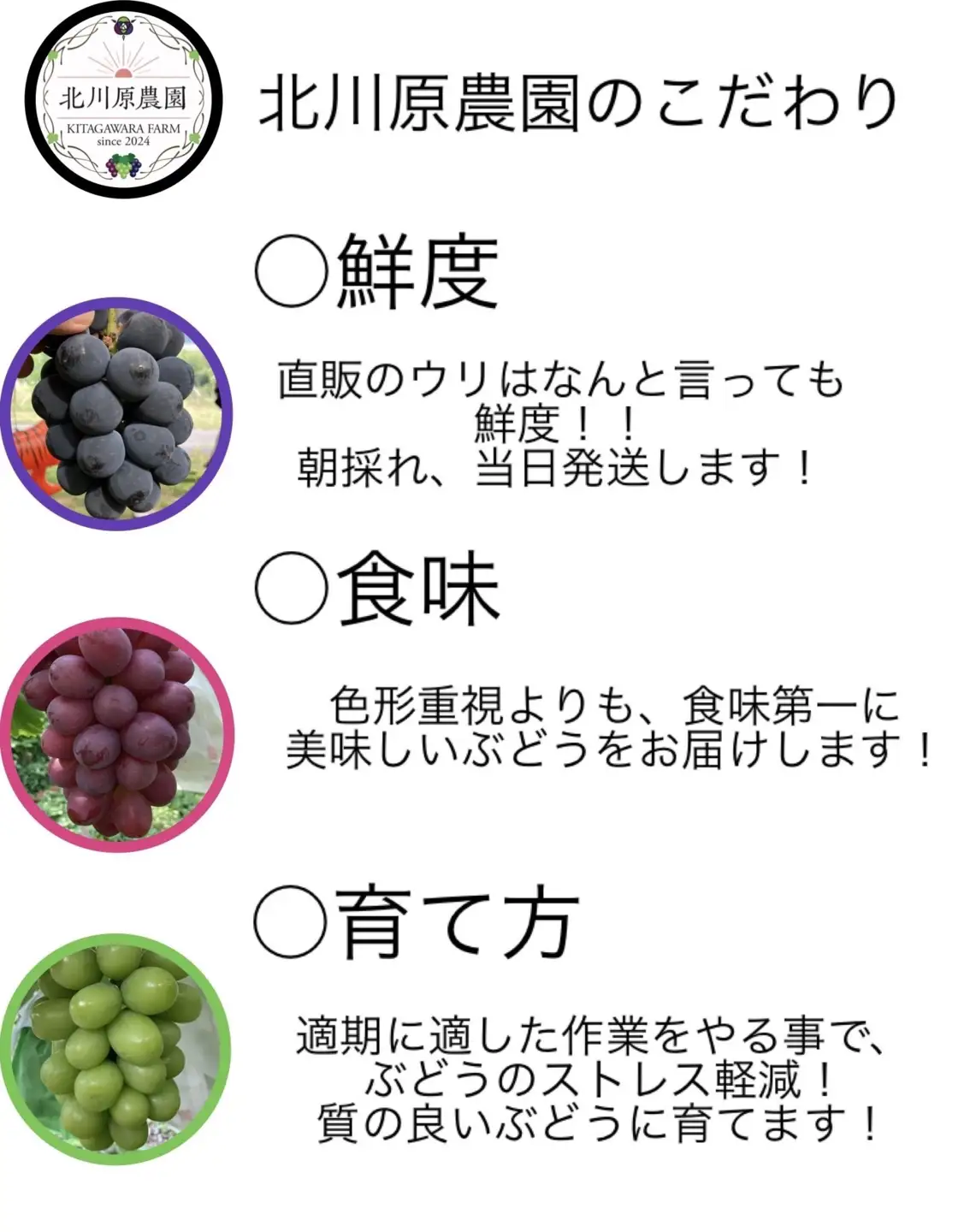 【2026年先行予約】種なしぶどう クイーンルージュ®(長野県オリジナル品種) 約1kg (2 ~ 3房) ｜ ぶどう