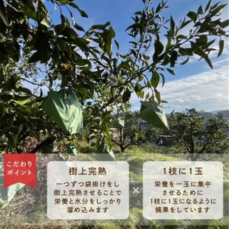 先行受付　不知火　希少な樹上完熟!　秀品大玉　6個入【1616657】