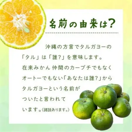 【2026年10月頃から順次発送】地元で愛されてきた在来みかん タルガヨー5kg【1618423】