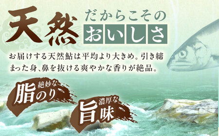 天然あゆ 18-20cm 10匹 / 恵那市 / 恵那物産館 [AUFS008]
