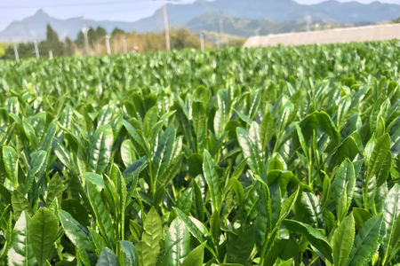 緑茶 長崎 そのぎ茶 3種セット 特上 夕凪 ・極上 風凪 ・特撰 朝凪 各1袋/90g 飲み比べ 詰め合わせ [中山茶園 長崎県 東彼杵町 hs42bag610003]