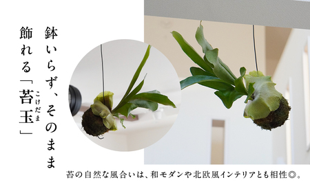 コウモリラン（ビカクシダ） 苔玉 インテリア 緑 グリーン 植物 簡単 初心者 かわいい 自然 おしゃれ 送料無料 Green Walk グリーンウォーク 愛知県 豊橋市