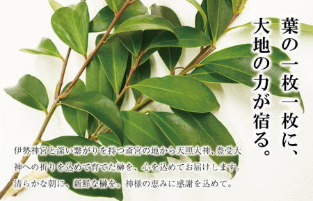 神棚用 榊  1対（2束）約25cm 神棚 さかき お供え 生花 本榊 サカキ 仏花 神具 国産 斎宮の榊