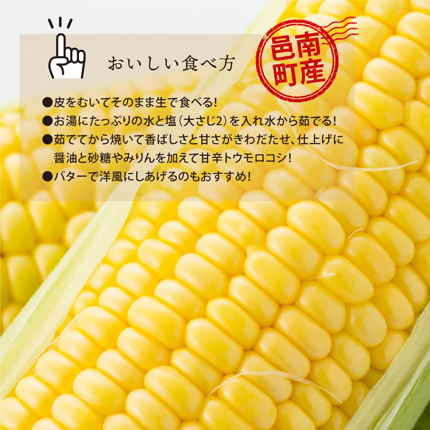 糖度19度以上朝どれスイートコーン「おおもの」10～12本（2L～3L）