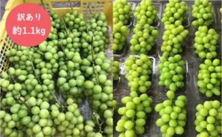 （地域・期間限定）訳あり YANAGISAWA FRUITS GARDENの シャインマスカット 約1.1kg 果物 ぶどう フルーツ おやつ デザート 食後 秋の味覚 産地直送 長野県産 有機肥料