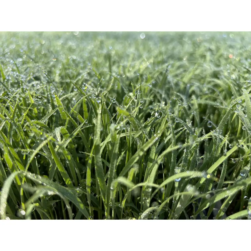 【令和7年産】南魚沼産こがねもち3kg　八海山の里で実りました。　　