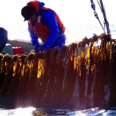 三陸産カットわかめ 20g×3袋_魚介・海産物 わかめ 海苔・海藻 ワカメ_【1614484】