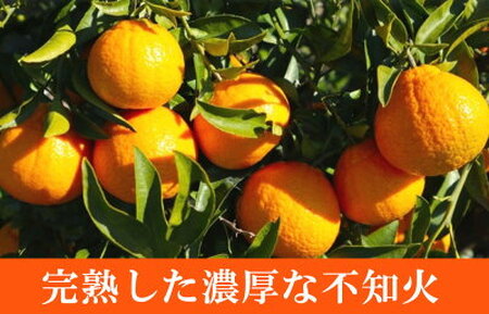 G7359_【2027年先行予約】紀州有田産 不知火 (しらぬい)【家庭用 訳あり】8.5kg