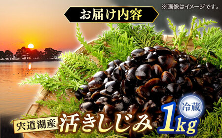 しじみ 砂抜き不要！宍道湖産 活ヤマトシジミ 生しじみ 1kg 島根県松江市/株式会社漁師村[ALDN005] しじみ しじみ