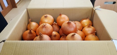 予約受付 たまねぎ 5kg さらき産【2026年7月発送開始】令和8年産 国産 玉ねぎ 玉葱 カレー シチュー 新鮮 フレッシュ オニオン サラダ BBQ 焼肉 野菜 Mサイズ Lサイズ 2Lサイズ 株式会社さらき  岩手県 北上市 B0363 
