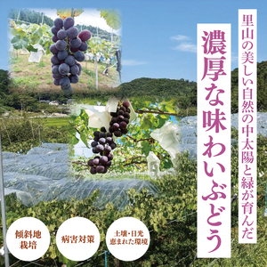 【9月上旬より順次発送】【数量限定】種なし巨峰 約1.5キロ（３～４房）（MA-1）