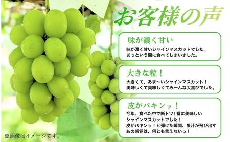 【2026年産】 ぶどう シャインマスカット 4～5房 約2kg 葡萄 ブドウ マスカット 2kg 果物 くだもの フルーツ デザート 旬の果物 旬のフルーツ 長野県 長野