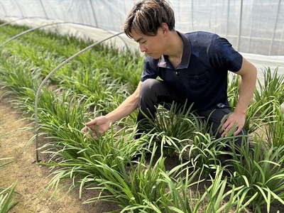 栃木県産こだわりニラ100g×20束 ｜ さくら市 にら 韮 野菜 国産