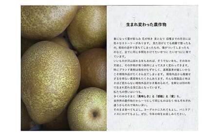 ゼネラルレクラーク （洋梨） 飲むゼリー10個セット 【沼畑総合ファーム】 F21U-511