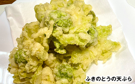 収穫から24時間以内に発送！ほろ苦い春の味わい「ふきのとう」Mサイズ200g（約24個） F21T-350